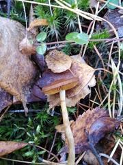 Hygrophorus hypothejus