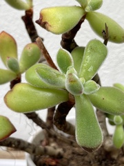 Cotyledon tomentosa