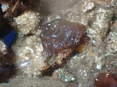 Anemonia mutabilis