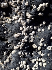 Chthamalus stellatus