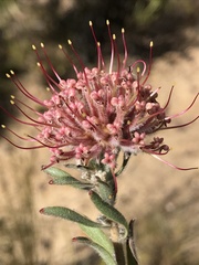 Leucospermum calligerum