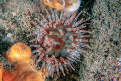 Urticina felina