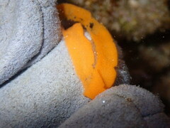 Dendrodoris nigra