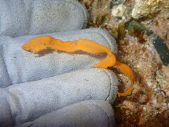 Dendrodoris nigra