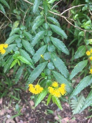 Azara lanceolata