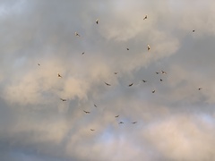 Cathartes aura