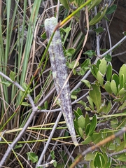 Fockea edulis