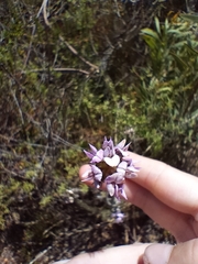 Aspalathus cephalotes