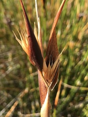 Ceratocaryum decipiens