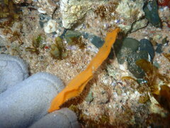 Dendrodoris nigra
