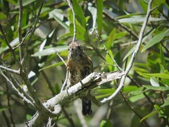 Picumnus nebulosus