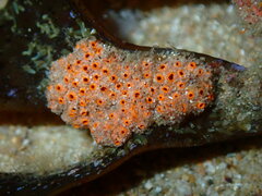 Stolonica