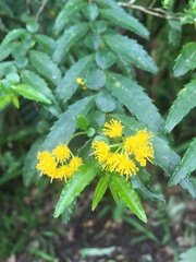 Azara lanceolata