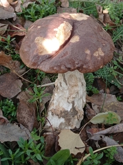 Leccinum duriusculum