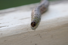 Spodoptera litura