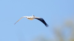 Pelecanus crispus