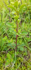 Diospyros lycioides