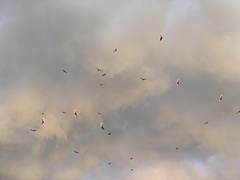Cathartes aura