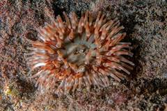 Urticina felina