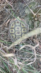 Homopus areolatus