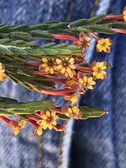 Struthiola ericoides