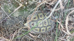Homopus areolatus