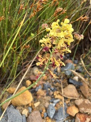 Tritoniopsis parviflora