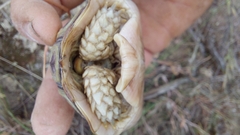 Homopus areolatus