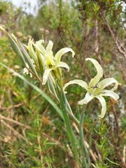 Gladiolus undulatus