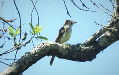 Myiarchus