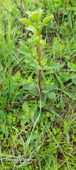 Diospyros lycioides