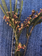 Struthiola ericoides