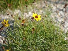 Thelesperma filifolium