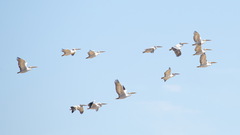 Pelecanus crispus