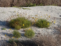 Thelesperma filifolium