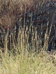 Hilaria rigida