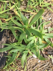 Plantago carnosa