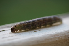 Spodoptera litura
