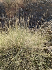 Hilaria rigida