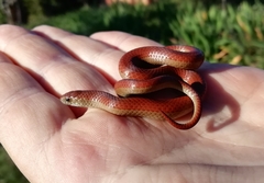 Duberria lutrix