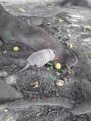 Euphractus sexcinctus