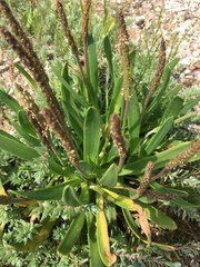 Plantago carnosa