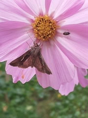 Macdunnoughia confusa