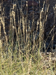 Hilaria rigida