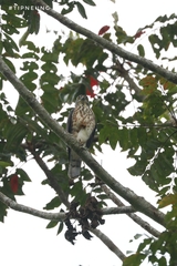 Accipiter soloensis