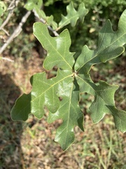 Quercus margaretiae