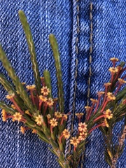 Struthiola ericoides