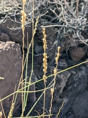Hilaria rigida