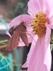 Macdunnoughia confusa