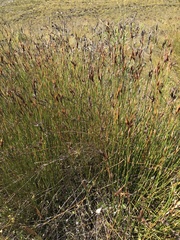 Ceratocaryum decipiens